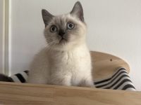 Britisch kurzhaar kitten
