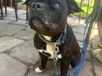 Rüde gesucht ❤️ Staffordshire Bullterrier