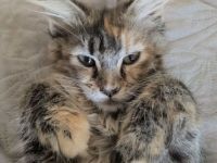 reinrassige Maine Coon Kitten auszugsbereit