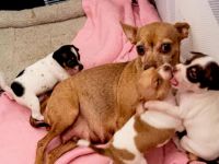 ❤️Drei zuckersüße Zwergpinscher/Prager Rattler Mix Welpen suchen ihr Traumzuhause