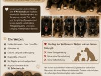 Golden Retriever Cane Corso mix Welpen