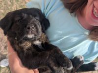 Golden Retriever Cane Corso mix Welpen