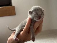 Reinrassige Russisch Blau Kitten mit Stammbaum liebevolle Familienaufzucht