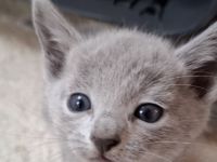 Reinrassige Russisch Blau Kitten mit Stammbaum liebevolle Familienaufzucht