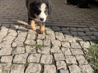 Berner Sennhund Welpen
