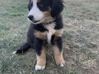 Berner Sennhund Welpen