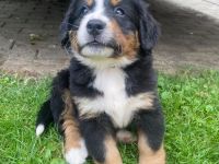 Berner Sennenhund Welpen