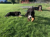 Berner Sennen Welpen