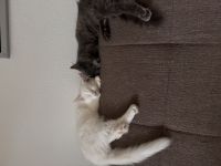Zwei Main Coon Geschwister