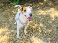 Jack Russel Terrier Mädchen Shiko