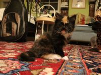 Süße Kitten und Maine Coon Mischlingskatzen in liebevolle Hände abzugeben