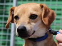 Bitzy, männlicher Terrier-Mix