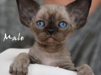 Babys Devon Rex nachweislich gesund und reinrassig . Kitten weiblich und männlich mit Stammbaum