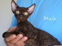 Babys Devon Rex nachweislich gesund und reinrassig . Kitten weiblich und männlich mit Stammbaum