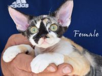 Babys Devon Rex nachweislich gesund und reinrassig . Kitten weiblich und männlich mit Stammbaum