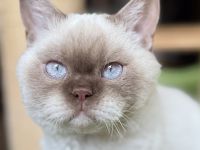Selkirk Rex Cinnamon Point