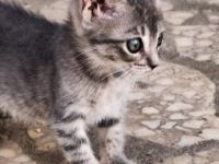 Candy, Cecilia, Carlotta, Cookie, Cayo und Capone