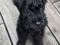 Kerry Blue Terrier Rüde sucht Traumzuhause | KFT-Ahnentafel