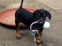 Dobermann welpen aus hervorragender verpaarung mit exzellenter blutlinie zu verkaufen