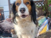 Kooikerhondje Welpen (geb. 28.07.2026)