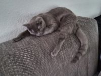 Bezauberndes Britisch Kurzhaar Katzenmädchen