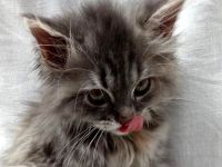 Wunderschöne Kitten sind auszugsbereit (2x geimpft, Mikrochip + tierärztliches Gesundheitszeugnis)
