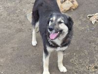 Zoey, 2,5 Jahre alt, freundlich, aufgeschlossen, auf der Suche nach ihren Menschen