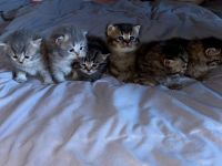 Wunderschöne kitten abzugeben