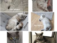 1 wunderschöner BKH Kitten sucht noch sein Zuhause ♡