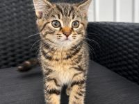 BKH kitten abzugeben