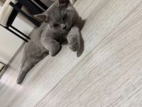 BKH Kater abzugeben