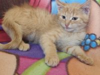 🐾 Süße Kitten suchen ein liebevolles Zuhause 🐾