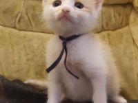 🐾 Süße Kitten suchen ein liebevolles Zuhause 🐾