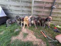 Deutsche Dogge x Pudel Mix Mischling sind süße Great Danoodle Welpen