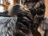 Maine Coon Kätzin mit Stammbaum