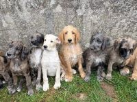 Deutsche Dogge & Pudel sind süße Great Danoodle Doodle Mischling Mix Welpen