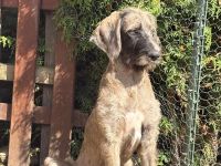Great Danoodle Doodle Welpen, Deutsche Dogge Pudel Mix Mischling