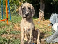 Deutsche Dogge & Pudel sind süße Great Danoodle Doodle Mischling Mix Welpen