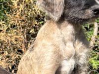 Great Danoodle Doodle Welpen, Deutsche Dogge Pudel Mix Mischling