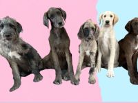 Deutsche Dogge & Pudel sind süße Great Danoodle Doodle Mischling Mix Welpen