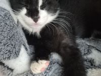Liebevoller Kater (12 Wochen) sucht ein neues Zuhause