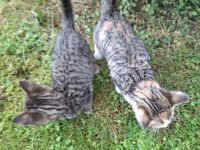 Babykatze