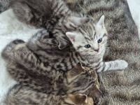 BKH Mix Kitten