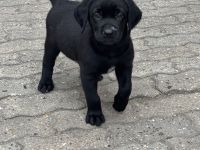 Labrador Mischlingswelpen