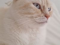 Gut erzogenes Katzenpaar nur an Familie mit Garten