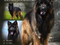 Altdeutscher Schäferhund Deckrüde