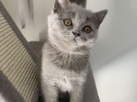 Britisch Kurzhaar Kitten suchen ein liebevolles Zuhause