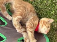 Noch 1 Maine-Coon-Mix-Kater rotbraun