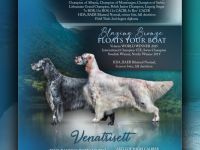 English setter puppies