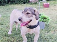 Carlos ein toller Freund an Deiner Seite